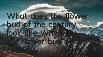 What does the flower bud of the century look like? Where is the flower bud of the century