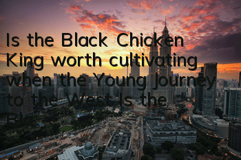 Is the Black Chicken King worth cultivating when the Young Journey to the West? Is the Black Chicken King powerful?