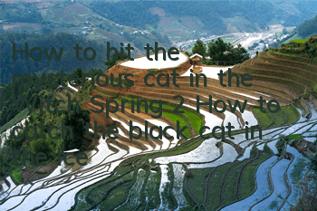 How to hit the mysterious cat in the Witch Spring 2 How to catch the black cat in the Ice Field