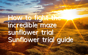How to fight the incredible maze sunflower trial? Sunflower trial guide