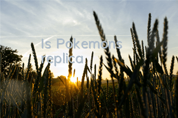 Is Pokemon's replica 黄黄黄黄黄黄黄黄黄黄黄黄黄黄黄黄黄黄黄黄黄黄黄黄黄黄黄黄黄黄黄黄黄黄黄黄黄黄黄黄黄黄黄黄黄黄黄黄黄黄黄黄黄黄黄黄黄黄黄黄黄黄黄黄黄黄黄黄黄黄黄黄黄黄黄黄黄黄黄黄黄�