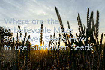 Where are the Unbelievable Maze Sunflower Seeds? How to use Sunflower Seeds