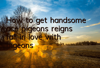 How to get handsome ace pigeons reigns fall in love with pigeons