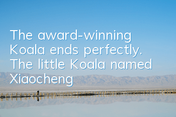 The award-winning Koala ends perfectly. The little Koala named Xiaocheng
