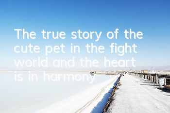 The true story of the cute pet in the fight world, and the heart is in harmony