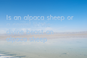 Is an alpaca sheep or a camel (Is the 