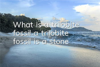 What is a trilobite fossil (a trilobite fossil is a stone)