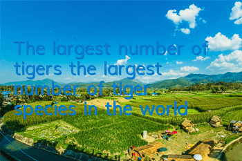 The largest number of tigers (the largest number of tiger species in the world)