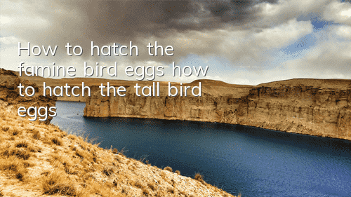 How to hatch the famine bird eggs (how to hatch the tall bird eggs)
