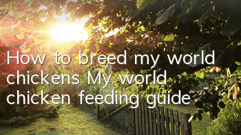 How to breed my world chickens (My world chicken feeding guide)