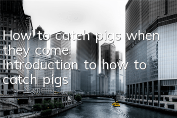 How to catch pigs when they come? Introduction to how to catch pigs