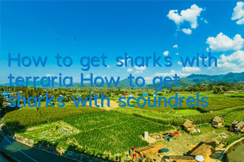 How to get sharks with terraria? How to get sharks with scoundrels